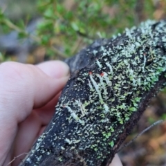 Unidentified Lichen, Moss or other Bryophyte at Bungendore, NSW - 16 Jun 2024 by clarehoneydove