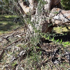 Olea europaea subsp. cuspidata (African Olive) at Hackett, ACT - 16 Jun 2024 by abread111