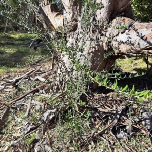 Olea europaea subsp. cuspidata at Mount Majura - 16 Jun 2024 02:15 PM