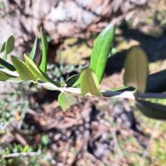 Olea europaea subsp. cuspidata at Mount Majura - 16 Jun 2024 02:15 PM