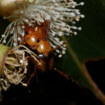 Phyllotocus bimaculatus (Nectar scarab) at WendyM's farm at Freshwater Ck. - 6 Feb 2023 by WendyEM