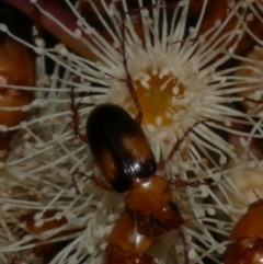 Phyllotocus bimaculatus at WendyM's farm at Freshwater Ck. - 6 Feb 2023