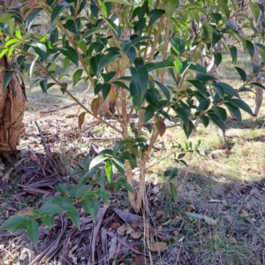 Ligustrum lucidum at Mount Majura - 16 Jun 2024 02:16 PM