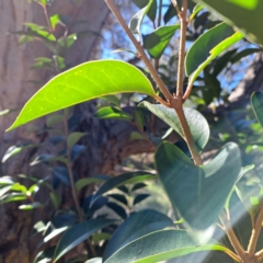 Ligustrum lucidum at Mount Majura - 16 Jun 2024