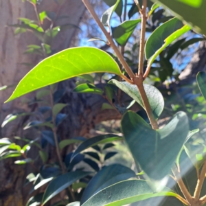 Ligustrum lucidum at Mount Majura - 16 Jun 2024 02:16 PM