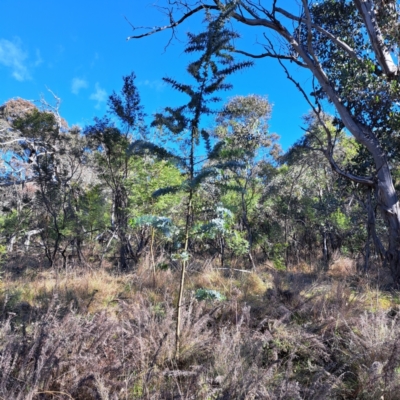 Acacia baileyana (Cootamundra Wattle, Golden Mimosa) at Hackett, ACT - 16 Jun 2024 by abread111