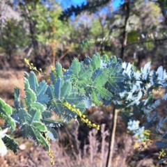 Acacia baileyana at Mount Majura - 16 Jun 2024