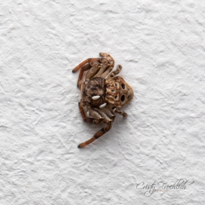 Cymbacha ocellata (Crab spider) at Page, ACT - 6 Jun 2024 by Cristy1676