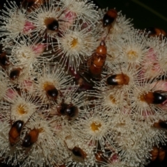 Phyllotocus macleayi (Nectar scarab) at Freshwater Creek, VIC - 6 Feb 2023 by WendyEM