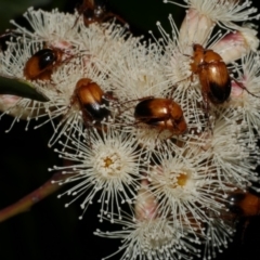 Phyllotocus macleayi at WendyM's farm at Freshwater Ck. - 6 Feb 2023 10:05 PM