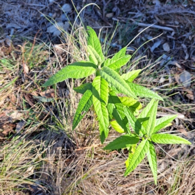 Olearia lirata (Snowy Daisybush) at Hackett, ACT - 16 Jun 2024 by abread111