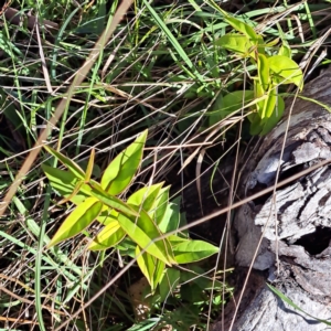 Ligustrum lucidum at Mount Majura - 16 Jun 2024