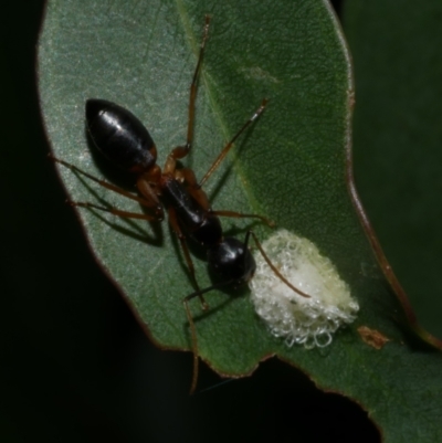 Unidentified Ant (Hymenoptera, Formicidae) at Freshwater Creek, VIC - 6 Feb 2023 by WendyEM