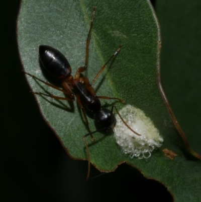 Formicidae (family) at Freshwater Creek, VIC - 6 Feb 2023 by WendyEM