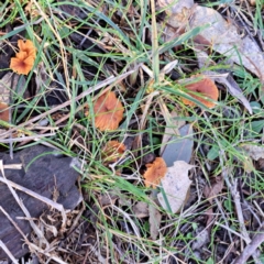 zz agaric (stem; gills not white/cream) at Mount Majura - 16 Jun 2024 by abread111