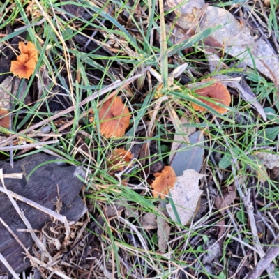 zz agaric (stem; gills not white/cream) at Mount Majura - 16 Jun 2024 by abread111