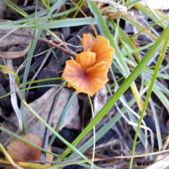 zz agaric (stem; gills not white/cream) at Mount Majura - 16 Jun 2024 02:30 PM