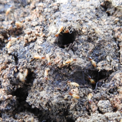 Nasutitermes exitiosus (Snouted termite, Gluegun termite) at Bullen Range - 14 Jun 2024 by HelenCross