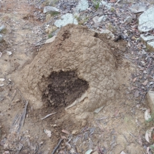 Nasutitermes exitiosus at Bullen Range - suppressed