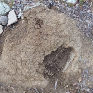 Nasutitermes exitiosus at Bullen Range - suppressed