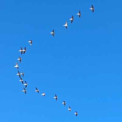 Pelecanus conspicillatus (Australian Pelican) at Lions Youth Haven - Westwood Farm A.C.T. - 16 Jun 2024 by HelenCross