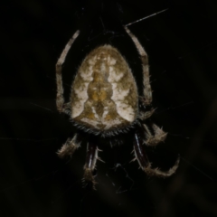 Araneinae (subfamily) at Freshwater Creek, VIC - 6 Feb 2023 by WendyEM