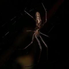 Tetragnatha sp. (genus) at WendyM's farm at Freshwater Ck. - 6 Feb 2023 by WendyEM