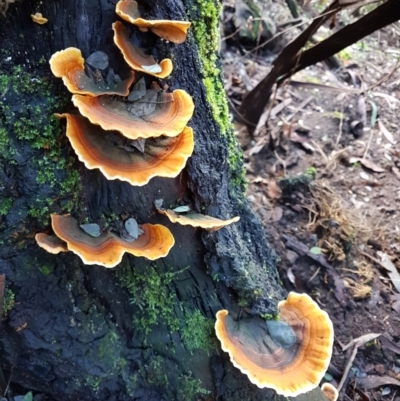 Stereum sp. at Sutton Forest - 10 Jun 2024 by Aussiegall