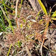 Cyperus eragrostis (Umbrella Sedge) at Mount Majura - 16 Jun 2024 by abread111