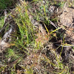 Cyperus eragrostis at Mount Majura - 16 Jun 2024 02:32 PM