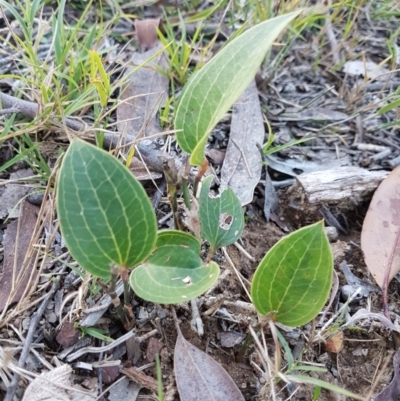 Smilax australis (Barbed-Wire Vine) at Wingecarribee Local Government Area - 29 May 2024 by Aussiegall