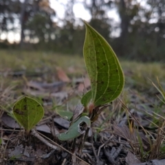 Smilax australis at Wingecarribee Local Government Area - 29 May 2024