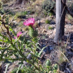 Cirsium vulgare (Spear Thistle) at Mount Majura - 16 Jun 2024 by abread111