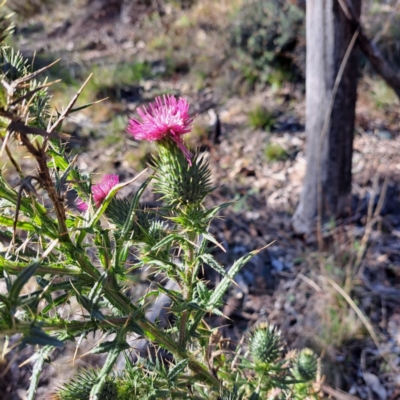 Cirsium vulgare (Spear Thistle) at Hackett, ACT - 16 Jun 2024 by abread111