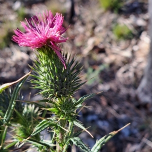 Cirsium vulgare at Mount Majura - 16 Jun 2024