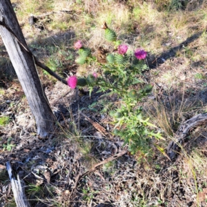 Cirsium vulgare at Mount Majura - 16 Jun 2024