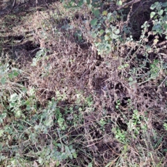 Marrubium vulgare (Horehound) at Mount Majura - 16 Jun 2024 by abread111