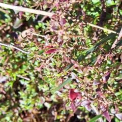 Einadia hastata (Berry Saltbush) at Hackett, ACT - 16 Jun 2024 by abread111