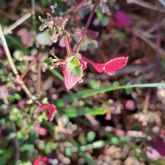 Einadia hastata at Mount Majura - 16 Jun 2024 02:42 PM