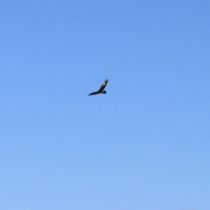 Aquila audax at Ginninderry Conservation Corridor - 16 Jun 2024