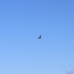 Aquila audax at Ginninderry Conservation Corridor - 16 Jun 2024