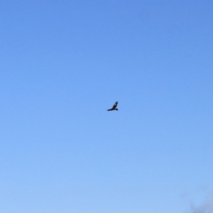 Aquila audax at Ginninderry Conservation Corridor - 16 Jun 2024 03:06 PM