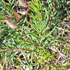 Grevillea sp. (Grevillea) at Mount Majura - 16 Jun 2024 by abread111