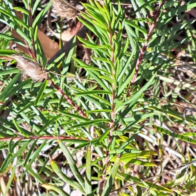 Grevillea (genus) (Grevillea) at Mount Majura - 16 Jun 2024 by abread111