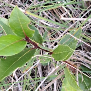 Viburnum tinus at Mount Majura - 16 Jun 2024