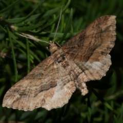 Unidentified Geometer moth (Geometridae) at WendyM's farm at Freshwater Ck. - 6 Feb 2023 by WendyEM