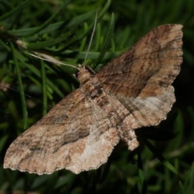 Chrysolarentia leucophanes (Pale-tipped Carpet) at Freshwater Creek, VIC - 6 Feb 2023 by WendyEM