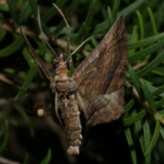 Chrysolarentia leucophanes at WendyM's farm at Freshwater Ck. - 6 Feb 2023 09:56 PM