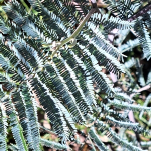 Acacia dealbata at Mount Majura - 16 Jun 2024