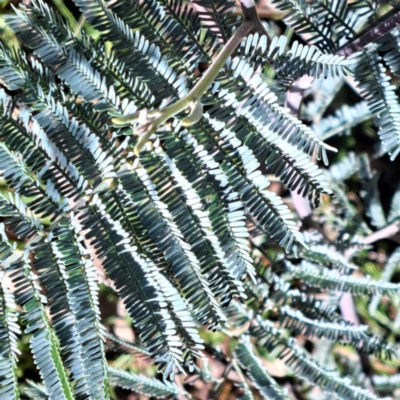 Acacia dealbata (Silver Wattle) at Mount Majura - 16 Jun 2024 by abread111